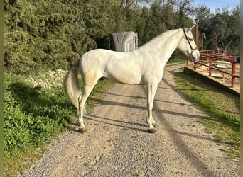Andaluces, Caballo castrado, 8 años, 158 cm, White/Blanco