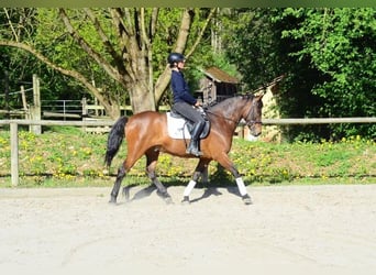 Andaluces, Caballo castrado, 8 años, 159 cm, Castaño