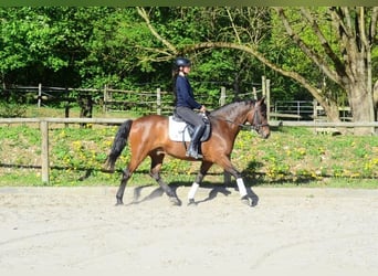 Andaluces, Caballo castrado, 8 años, 159 cm, Castaño
