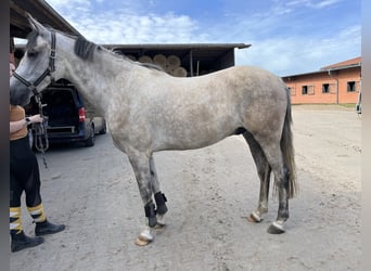 Andaluces, Caballo castrado, 8 años, 159 cm, Tordo ruano