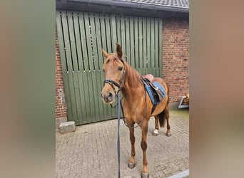 Andaluces, Caballo castrado, 8 años, 160 cm, Alazán