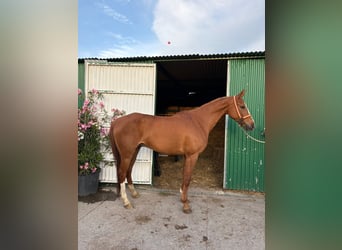 Andaluces, Caballo castrado, 8 años, 160 cm, Alazán