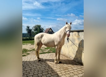 Andaluces, Caballo castrado, 8 años, 160 cm, Cremello