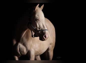 Andaluces, Caballo castrado, 8 años, 160 cm, Cremello