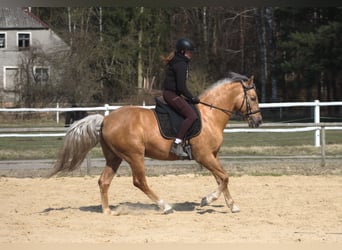 Andaluces Mestizo, Caballo castrado, 8 años, 162 cm, Palomino