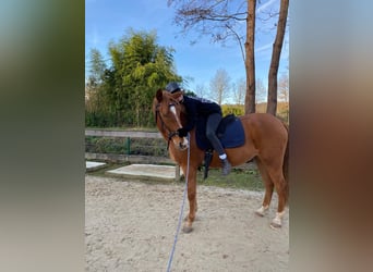 Andaluces Mestizo, Caballo castrado, 8 años, 163 cm, Alazán