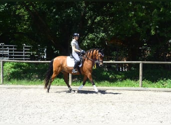 Andaluces, Caballo castrado, 8 años, 163 cm, Castaño