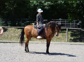 Andaluces, Caballo castrado, 8 años, 163 cm, Castaño