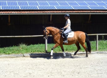 Andaluces, Caballo castrado, 8 años, 163 cm, Castaño