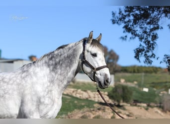 Andaluces, Caballo castrado, 8 años, 163 cm, Tordo