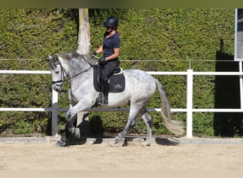 Andaluces, Caballo castrado, 8 años, 163 cm, Tordo