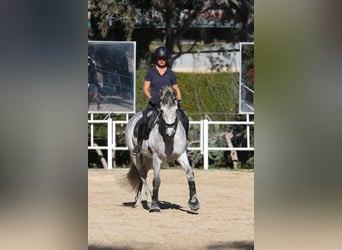 Andaluces, Caballo castrado, 8 años, 163 cm, Tordo