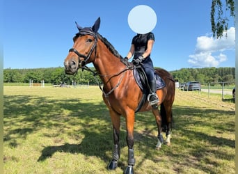 Andaluces, Caballo castrado, 8 años, 164 cm, Castaño