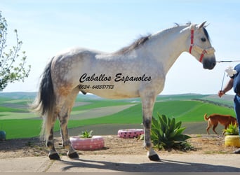 Andaluces, Caballo castrado, 8 años, 164 cm, Tordo