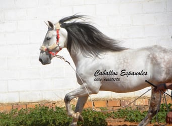 Andaluces, Caballo castrado, 8 años, 164 cm, Tordo