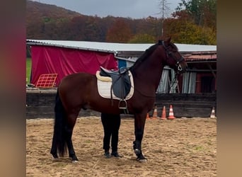 Andaluces Mestizo, Caballo castrado, 8 años, 165 cm, Alazán-tostado