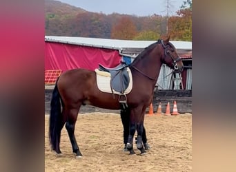 Andaluces Mestizo, Caballo castrado, 8 años, 165 cm, Alazán-tostado