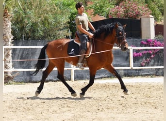 Andaluces, Caballo castrado, 8 años, 165 cm, Castaño