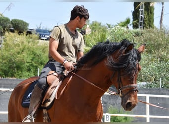 Andaluces, Caballo castrado, 8 años, 165 cm, Castaño