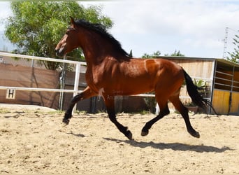 Andaluces, Caballo castrado, 8 años, 165 cm, Castaño