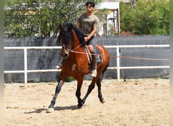 Andaluces, Caballo castrado, 8 años, 165 cm, Castaño