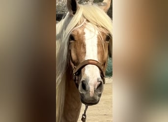 Andaluces Mestizo, Caballo castrado, 8 años, 165 cm, Palomino