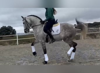 Andaluces, Caballo castrado, 8 años, 165 cm, Tordo rodado