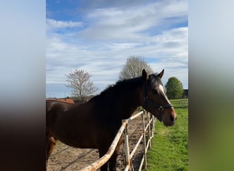 Andaluces Mestizo, Caballo castrado, 8 años, 166 cm, Castaño oscuro