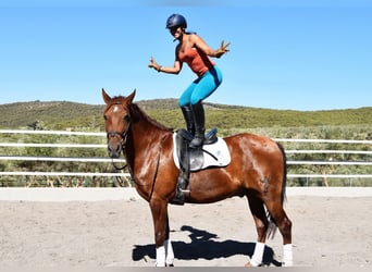 Andaluces, Caballo castrado, 8 años, 167 cm, Alazán