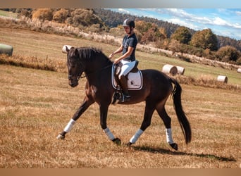 Andaluces, Caballo castrado, 8 años, 170 cm, Buckskin/Bayo