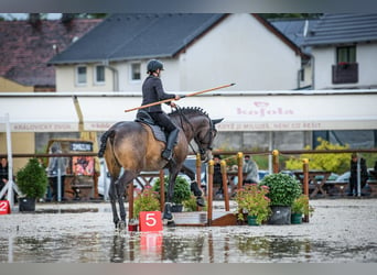 Andaluces, Caballo castrado, 8 años, 170 cm, Buckskin/Bayo