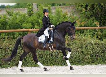 Andaluces, Caballo castrado, 8 años, 170 cm, Buckskin/Bayo