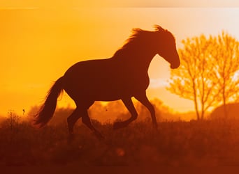Andaluces, Caballo castrado, 8 años, 178 cm