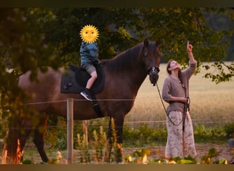 Andaluces, Caballo castrado, 8 años, 178 cm