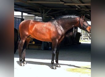 Andaluces, Caballo castrado, 8 años, Castaño rojizo