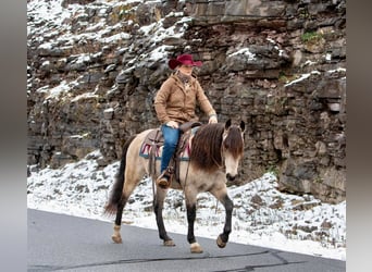 Andaluces, Caballo castrado, 9 años, 147 cm, Buckskin/Bayo