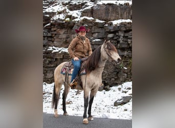 Andaluces, Caballo castrado, 9 años, 147 cm, Buckskin/Bayo
