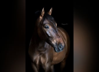 Andaluces Mestizo, Caballo castrado, 9 años, 150 cm, Castaño oscuro