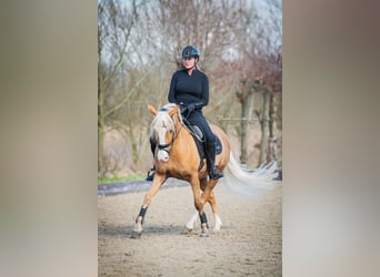 Andaluces, Caballo castrado, 9 años, 154 cm, Palomino