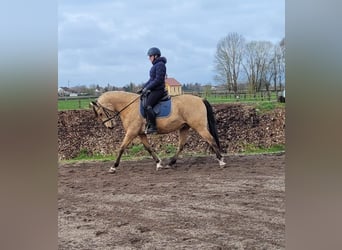 Andaluces Mestizo, Caballo castrado, 9 años, 156 cm, Bayo