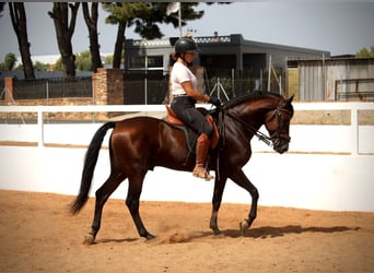 Andaluces, Caballo castrado, 9 años, 158 cm, Castaño
