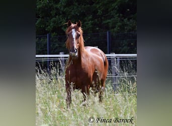 Andaluces, Caballo castrado, 9 años, 160 cm, Alazán