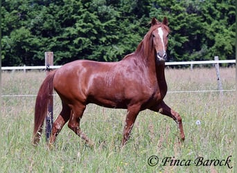 Andaluces, Caballo castrado, 9 años, 160 cm, Alazán