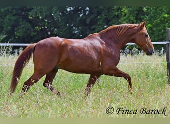 Andaluces, Caballo castrado, 9 años, 160 cm, Alazán