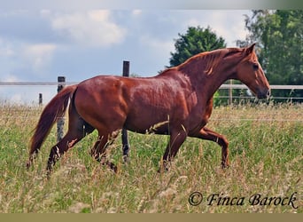 Andaluces, Caballo castrado, 9 años, 160 cm, Alazán