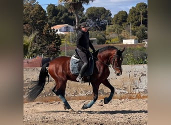 Andaluces, Caballo castrado, 9 años, 160 cm, Castaño oscuro