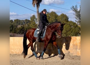 Andaluces, Caballo castrado, 9 años, 160 cm, Castaño oscuro