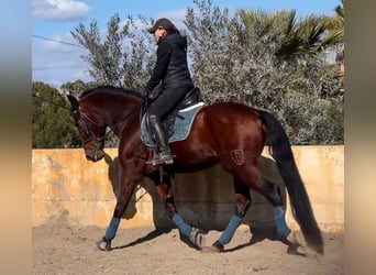 Andaluces, Caballo castrado, 9 años, 160 cm, Castaño oscuro