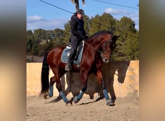 Andaluces, Caballo castrado, 9 años, 160 cm, Castaño oscuro