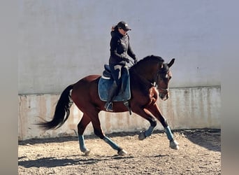 Andaluces, Caballo castrado, 9 años, 160 cm, Castaño oscuro